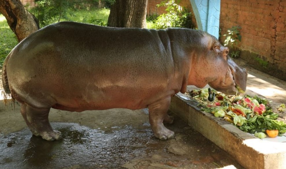 Gustavito, ippopotamo pestato a morte