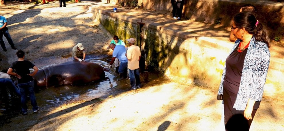 Gustavito, ippopotamo pestato a morte