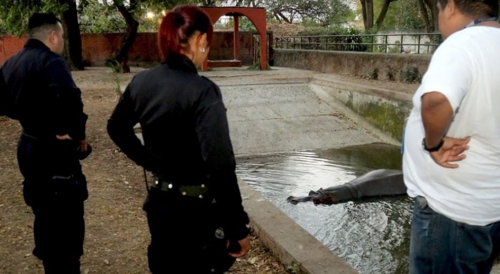 Gustavito, ippopotamo pestato a morte