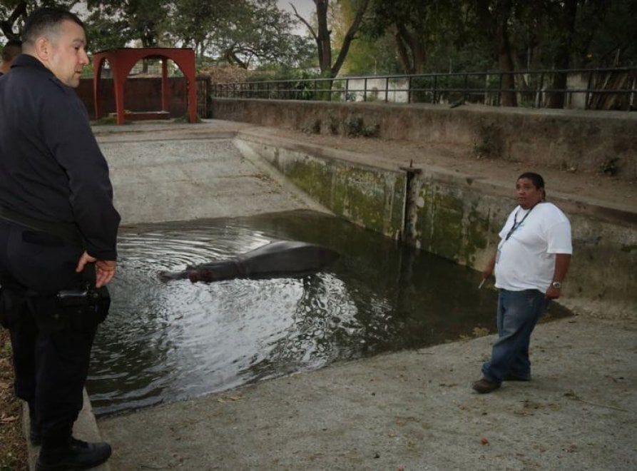 Gustavito, ippopotamo pestato a morte