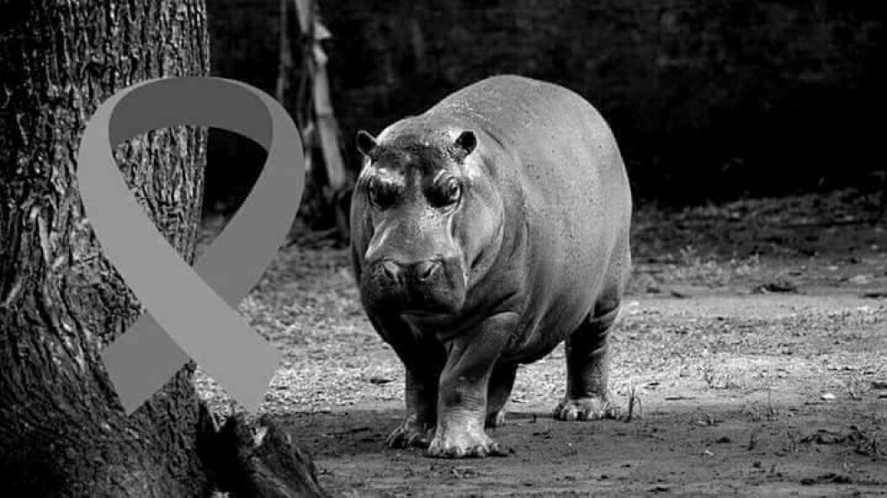 Gustavito, ippopotamo pestato a morte