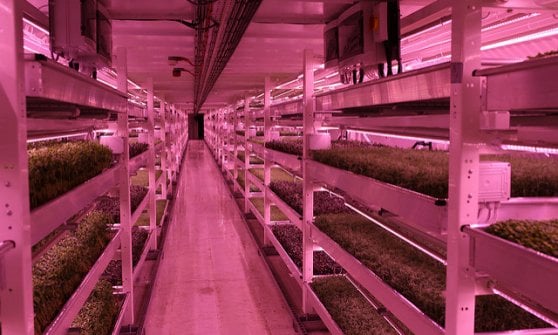 Uno scatto di uno dei filari della produzione undergroung