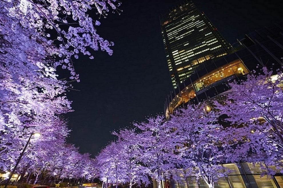 Tokyo, lo spettacolo dei ciliegi in fiore: al via l'hanami