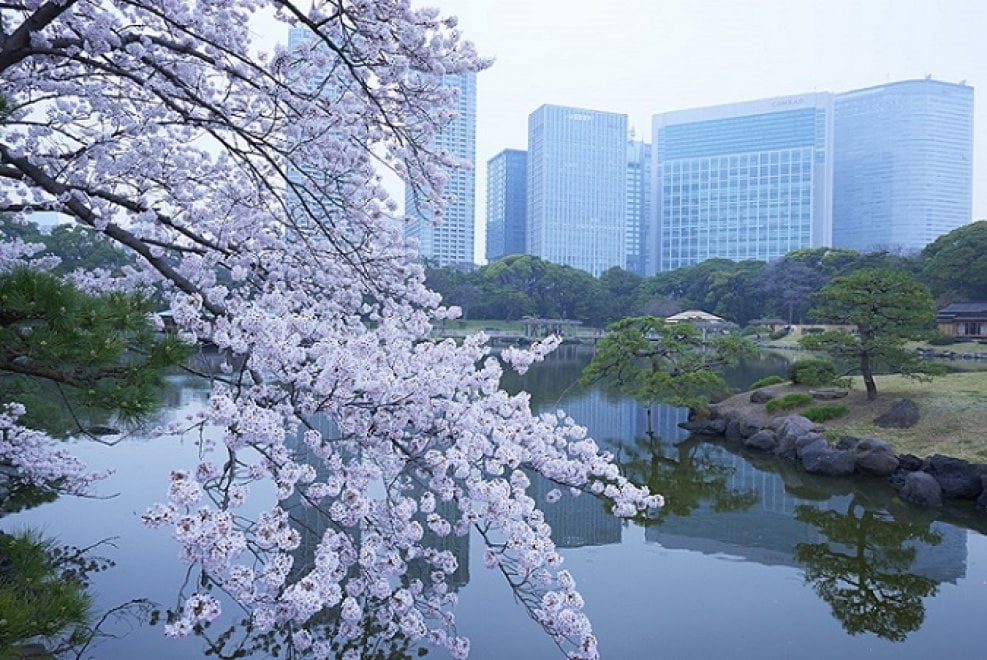 Tokyo, lo spettacolo dei ciliegi in fiore: al via l'hanami