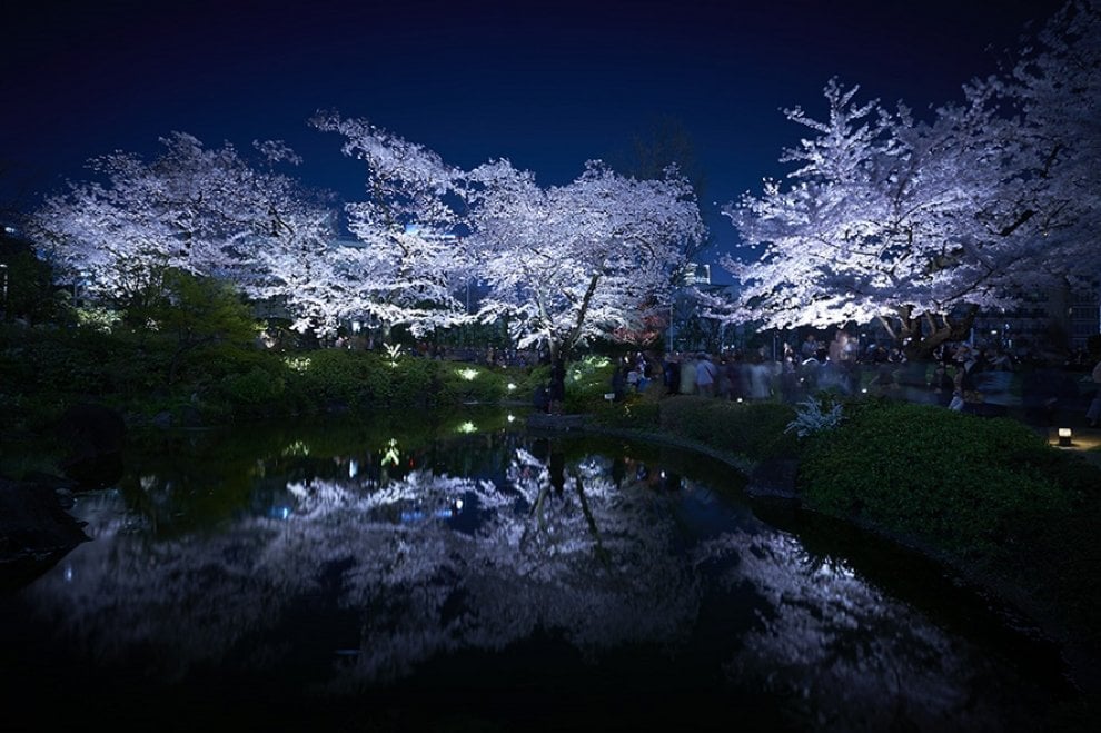 Tokyo, lo spettacolo dei ciliegi in fiore: al via l'hanami