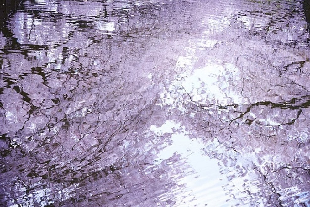 Tokyo, lo spettacolo dei ciliegi in fiore: al via l'hanami