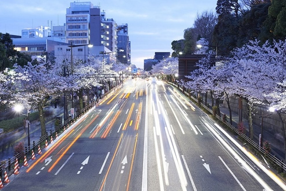Tokyo, lo spettacolo dei ciliegi in fiore: al via l'hanami