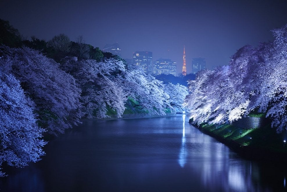 Tokyo, lo spettacolo dei ciliegi in fiore: al via l'hanami