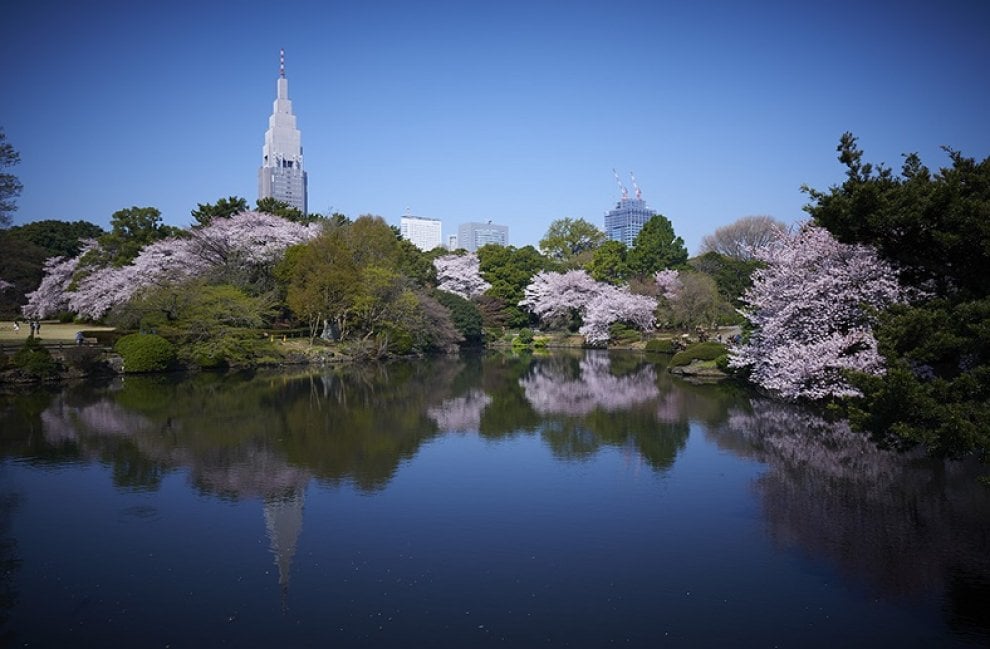 Tokyo, lo spettacolo dei ciliegi in fiore: al via l'hanami