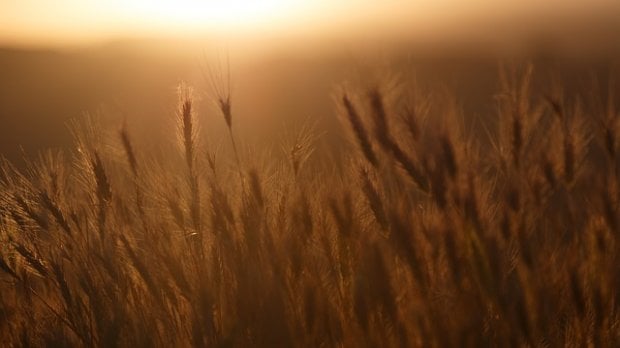Tutti i numeri del bio