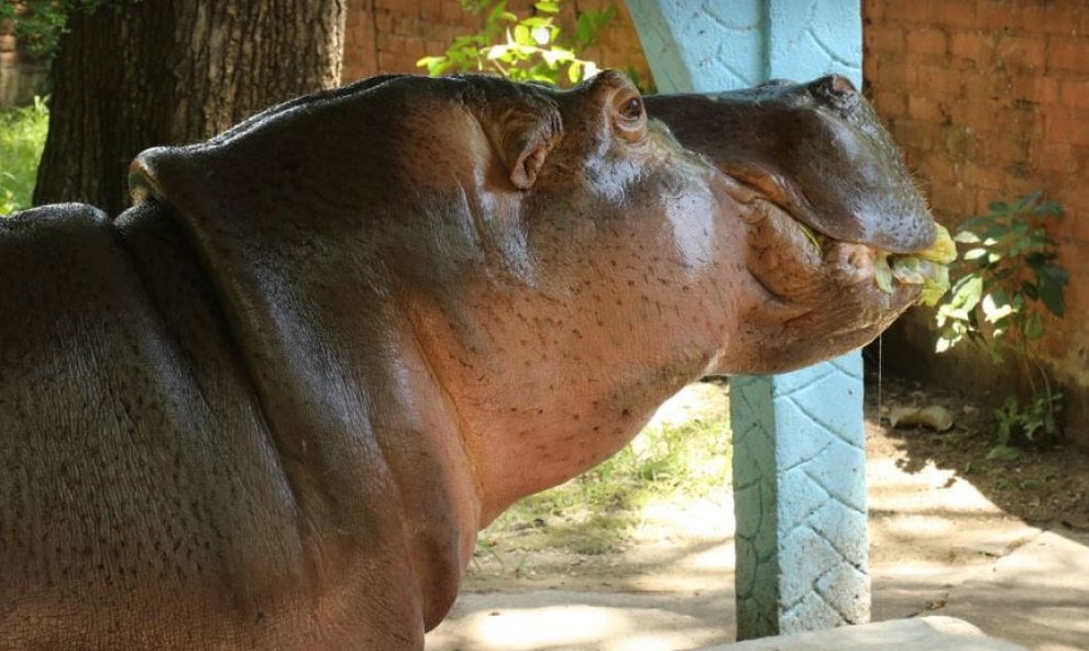 Animali uccisi negli zoo