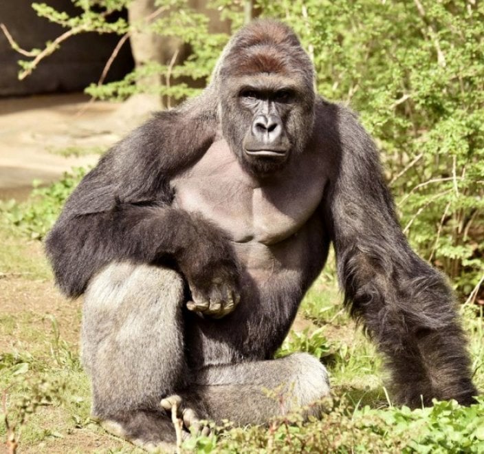 Animali uccisi negli zoo