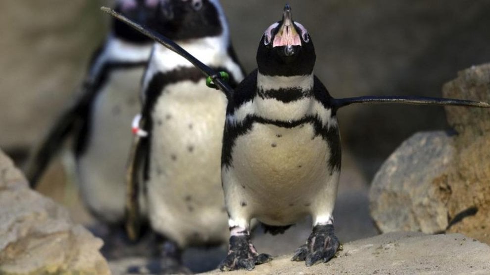 Animali uccisi negli zoo
