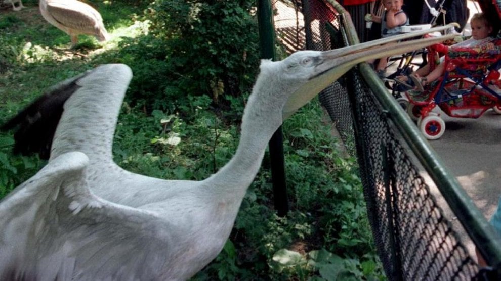 Animali uccisi negli zoo
