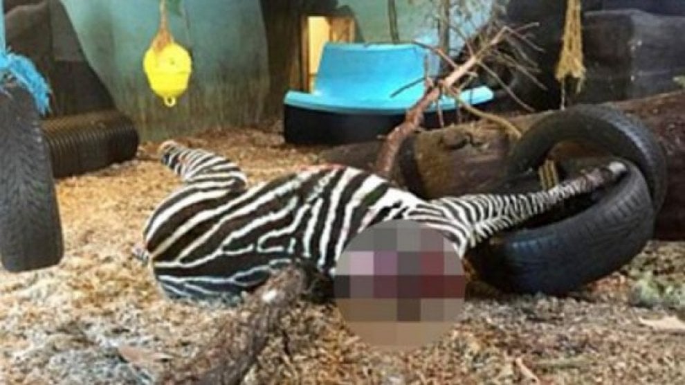 Animali uccisi negli zoo