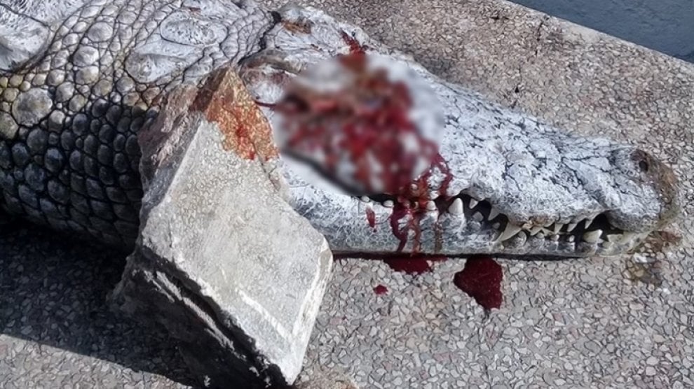 Animali uccisi negli zoo