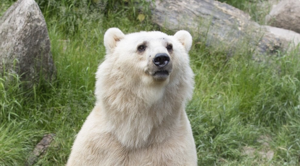 Animali uccisi negli zoo