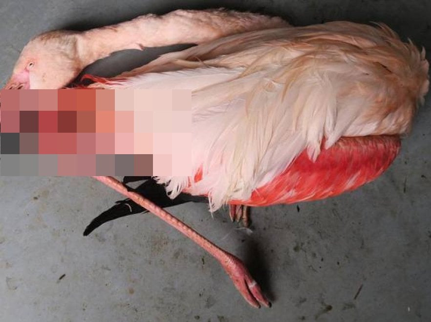 Animali uccisi negli zoo