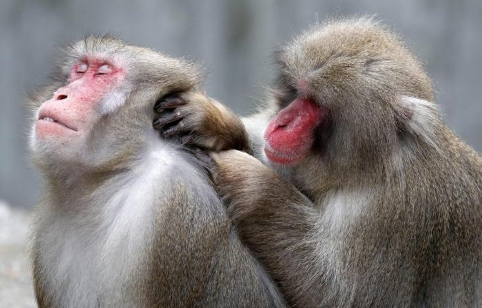 Animali uccisi negli zoo