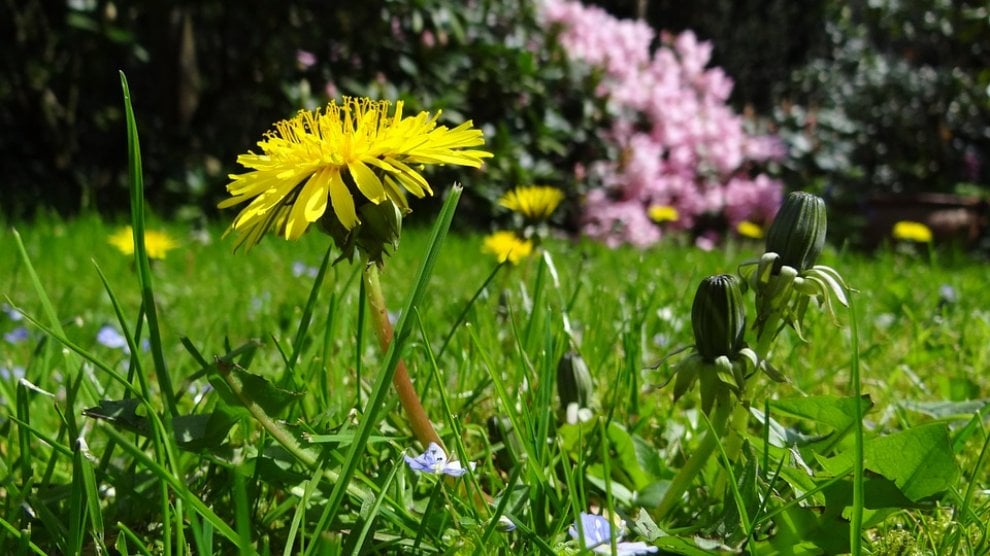 Come affrontare la primavera senza starnuti