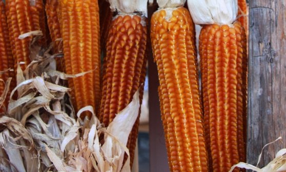 Grano antico coltivato da Maurizio Fenoglio per le sue farine di mais e frumento