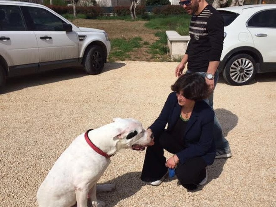Sherman, il cane conteso tra Italia e Germania