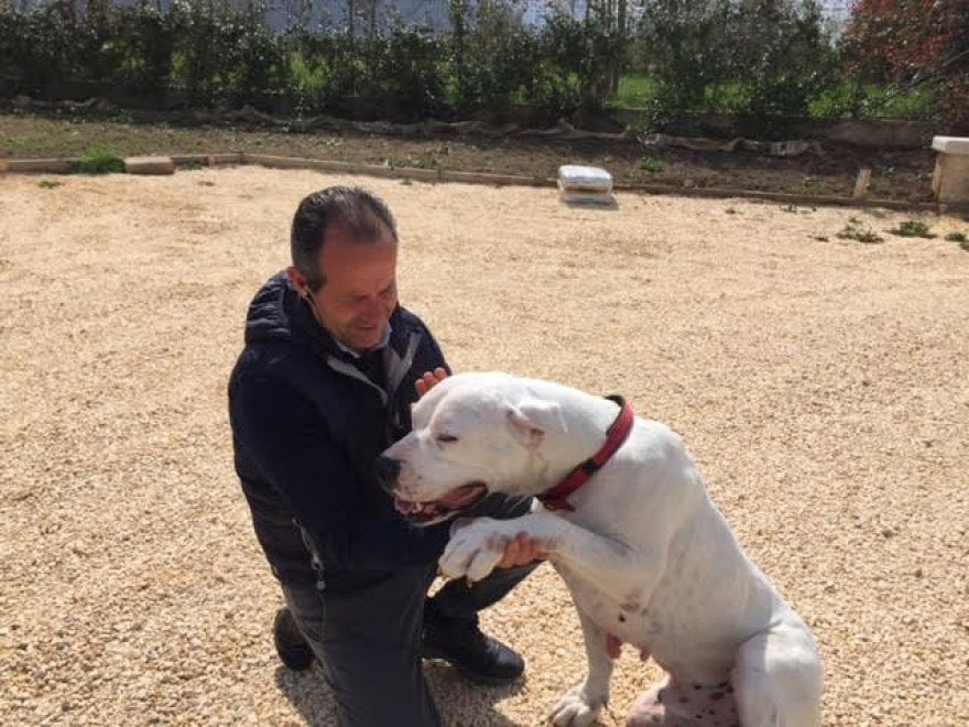 Sherman, il cane conteso tra Italia e Germania