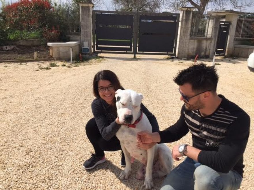 Sherman, il cane conteso tra Italia e Germania