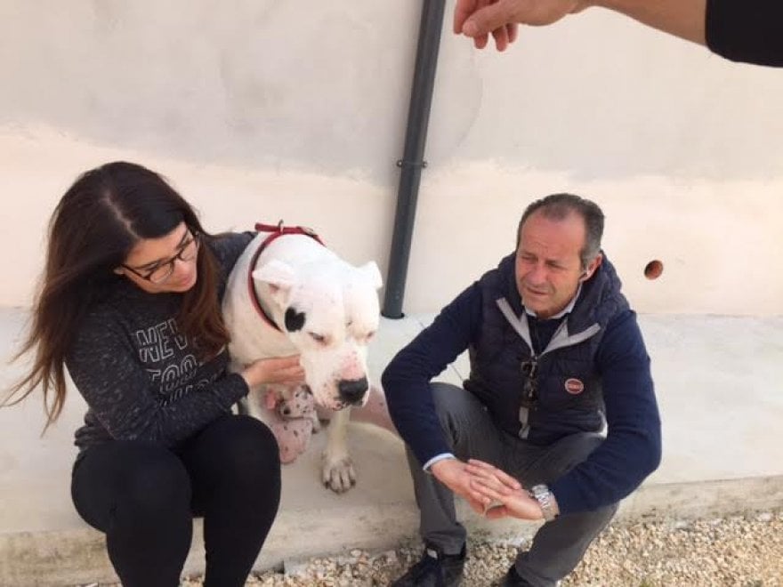 Sherman, il cane conteso tra Italia e Germania