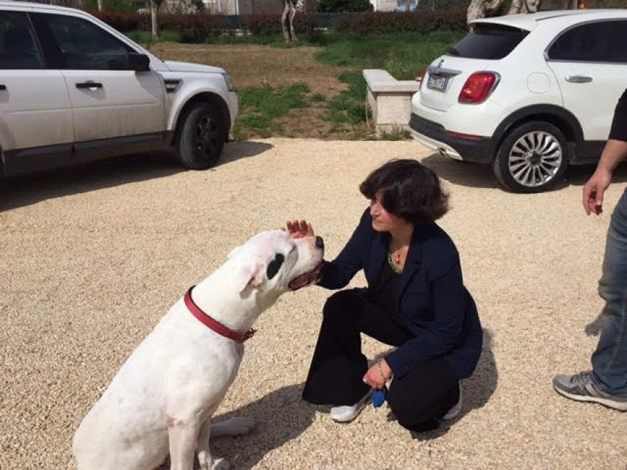 Sherman, il cane conteso tra Italia e Germania