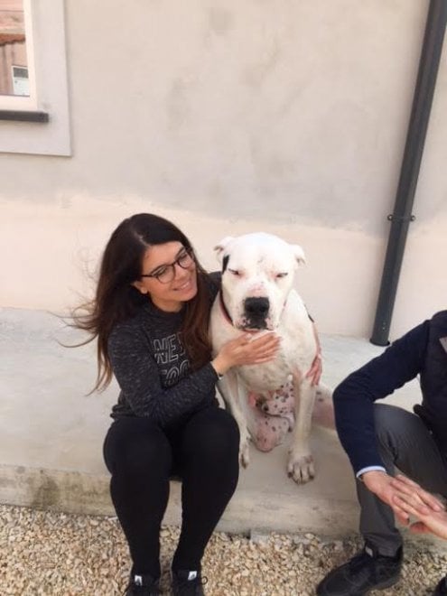 Sherman, il cane conteso tra Italia e Germania