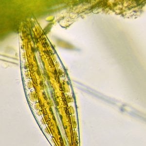 Scoperta un’alga marina un po’ vegetale e un po’ animale