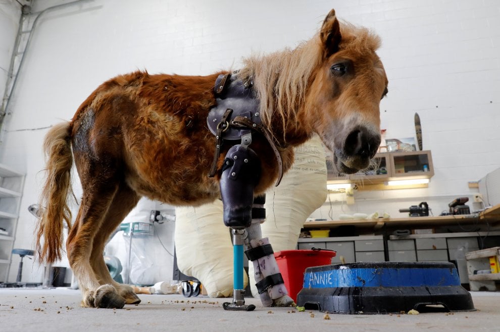 Usa, il vero dottor Dolittle che aiuta gli animali a camminare di nuovo