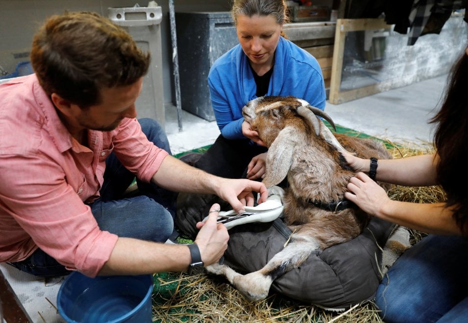 Usa, il vero dottor Dolittle che aiuta gli animali a camminare di nuovo