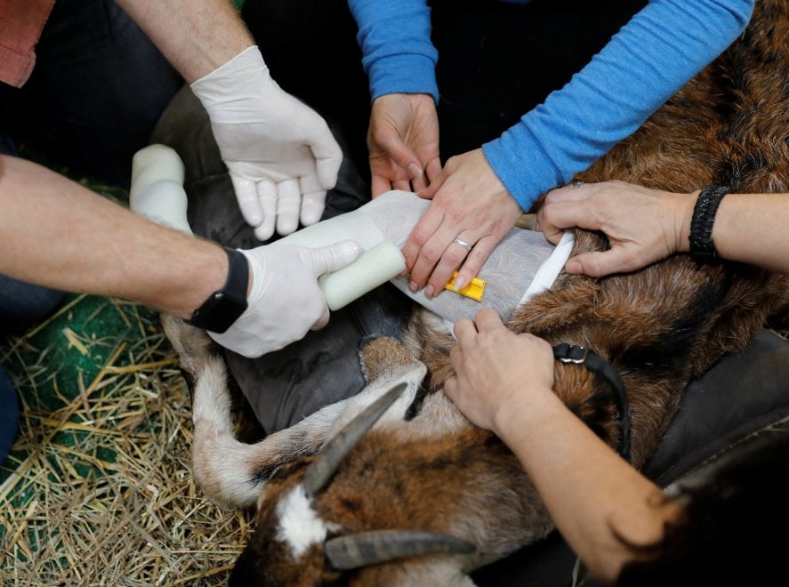 Usa, il vero dottor Dolittle che aiuta gli animali a camminare di nuovo