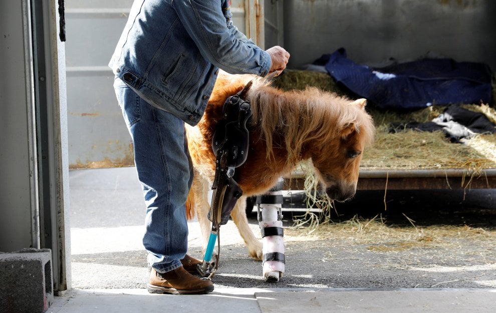 Usa, il vero dottor Dolittle che aiuta gli animali a camminare di nuovo