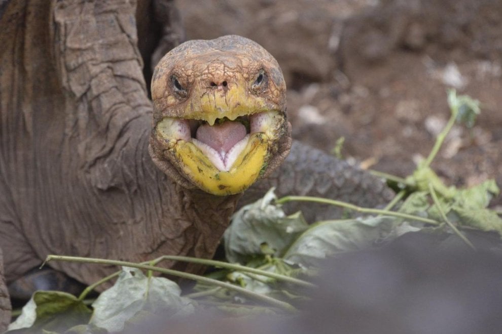Galapagos: il regno di Diego, tartaruga Casanova