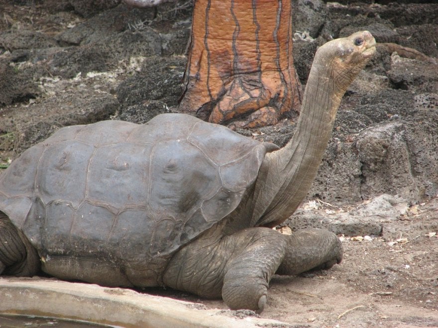 Galapagos: il regno di Diego, tartaruga Casanova