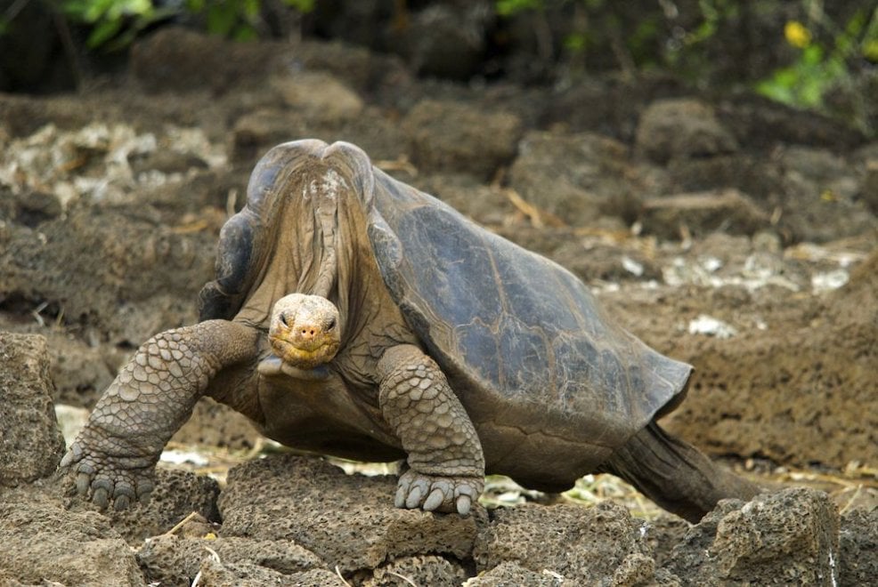 Galapagos: il regno di Diego, tartaruga Casanova