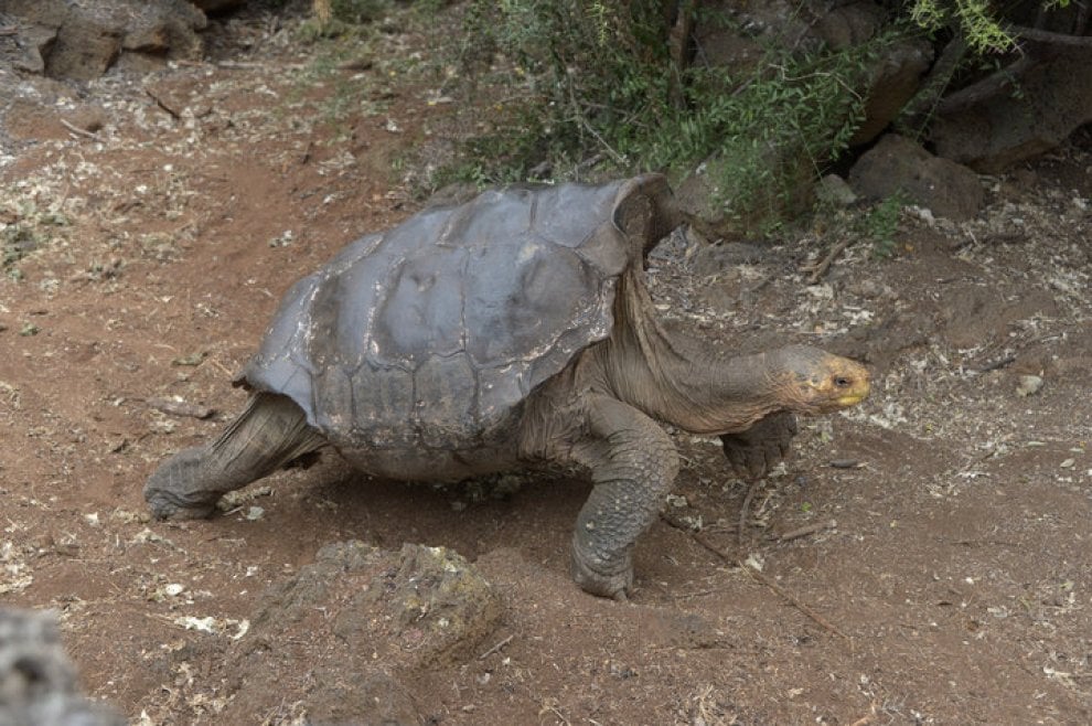 Galapagos: il regno di Diego, tartaruga Casanova