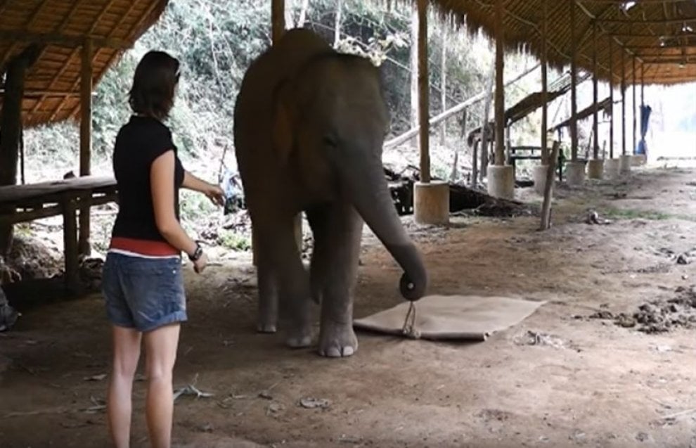 Un corpo da elefante: così il pachiderma mostra di rendersene conto