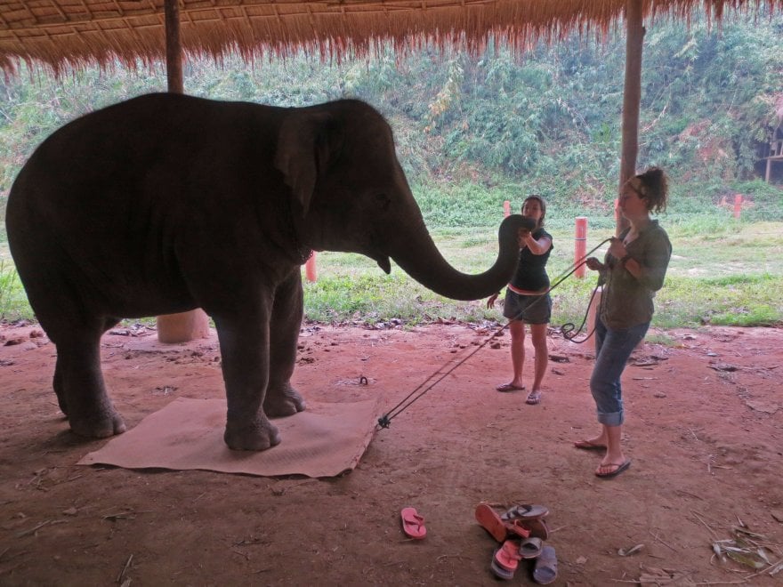 Un corpo da elefante: così il pachiderma mostra di rendersene conto