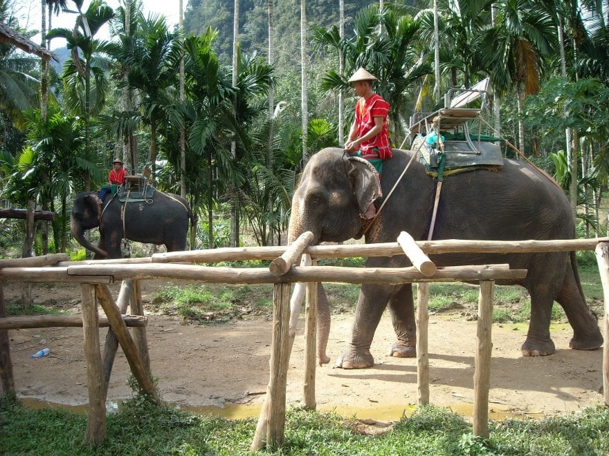 Un corpo da elefante: così il pachiderma mostra di rendersene conto