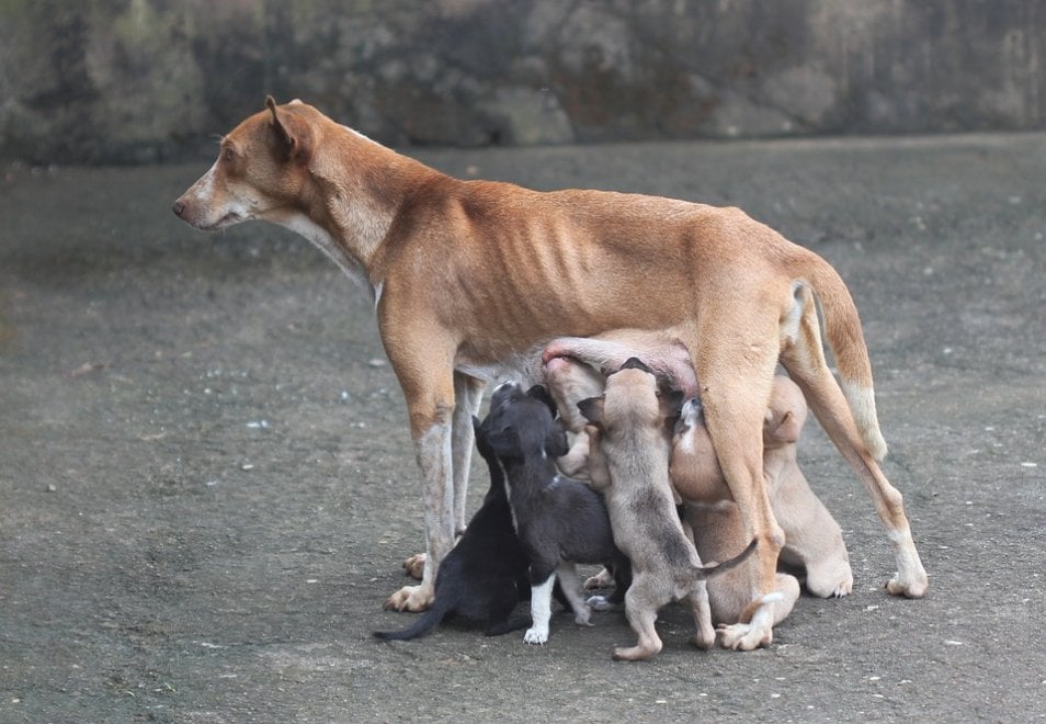 Cane e lupo: cosa hanno in comune