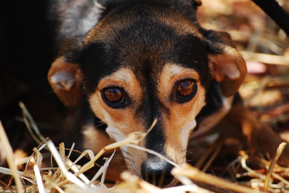 Cane e lupo: cosa hanno in comune