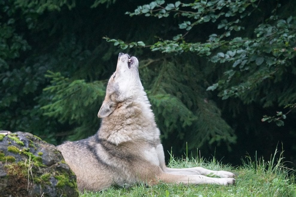 Cane e lupo: cosa hanno in comune
