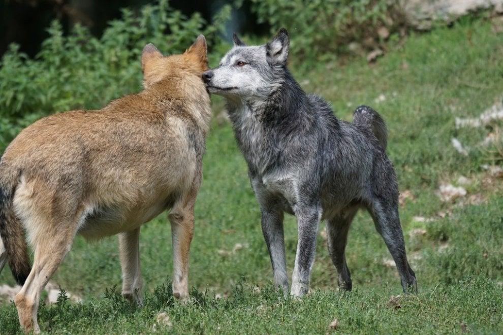 Cane e lupo: cosa hanno in comune