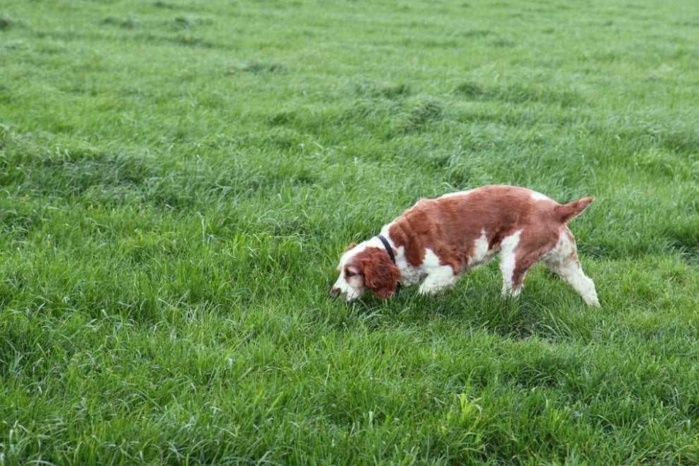 Cane e lupo: cosa hanno in comune
