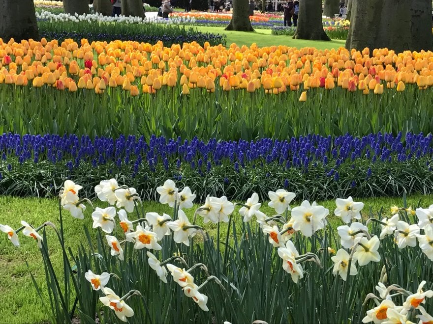 Keukenhof, il parco aperto solo due mesi 