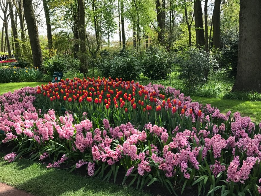 Keukenhof, il parco aperto solo due mesi 